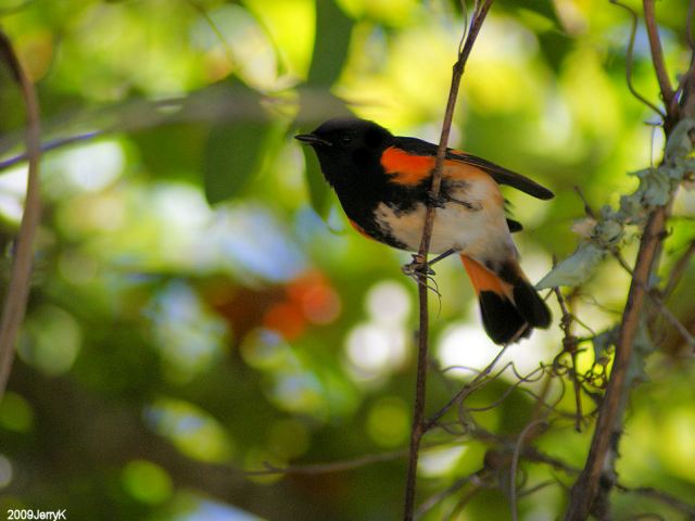 American Redstart American Redstart